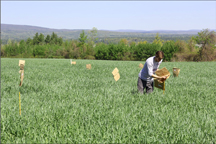 A Cornell University field technician stakes a double cropping trial for sampling. Photo: Cornell University NMSP