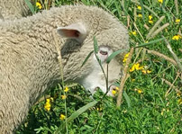 Sheep grazing on birdsfoot trefoil pasture in Canton, NY; photo: Conor McCabe.