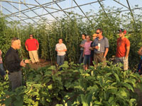 Vegetable growers at twilight meetings learn results of cherry tomato production research funded by farmer-driven NNYADP, August 2016. Photo: Amy Ivy, CCE ENYCHP