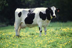 Photo: USDA/Keith Weller