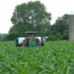 Cornell University Research Support Specialist Philip M. Atkins plants an early interseeded cover crop in a Northern NY farm cornfield for a NNYADP-funded research trial; photo: Jeff Liebert.