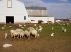 Sheep at Downing Acres, Burke, NY.