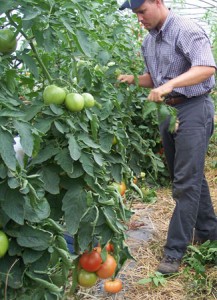 Cornell Vegetable Specialist Judson Reid checks high tunnel tomatoes.