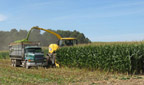 Harvesting corn in NNY