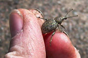 Alfalfa snout beetle; Cornell University Shields Lab