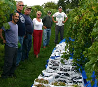 The Northern New York Agricultural Development Program is funding research on novel cold-hardy grape varieties for production in NNY as one of six 2015 NNYADP projects focused on fruit and vegetable production in the cooler climate region of New York State; photo: Kevin Iungerman, Northeastern NY Commercial Fruit Program