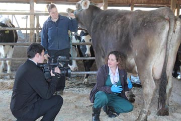 Dr. Jessica Scillieri-Smith talks with WWNY TV 7 News Reporter Tyler Head as she collects a milk sample at Hy-Light Farms, one of 143 farms participating in the NNYADP-funded project identifying lesser-known mastitis causes. Holding the Brown Swiss cow is farm co-owner Heather Hyman. Photo: Kara Lynn Dunn/NNYADP