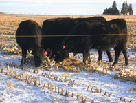 Researchers with 2015-16 Northern New York Agricultural Development Program funding will be evaluating tools to increase the competitiveness and profitability of beef stocker operations; photo: Don Tanaka, USDA
