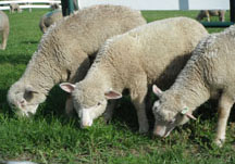 Sheep grazing at CCE St. Lawrence Extension Learning Farm in Canton, NY, photo: Betsy Hodge; 