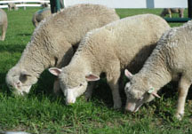 Sheep grazing at CCE St. Lawrence Extension Learning Farm in Canton, NY, photo: Betsy Hodge;