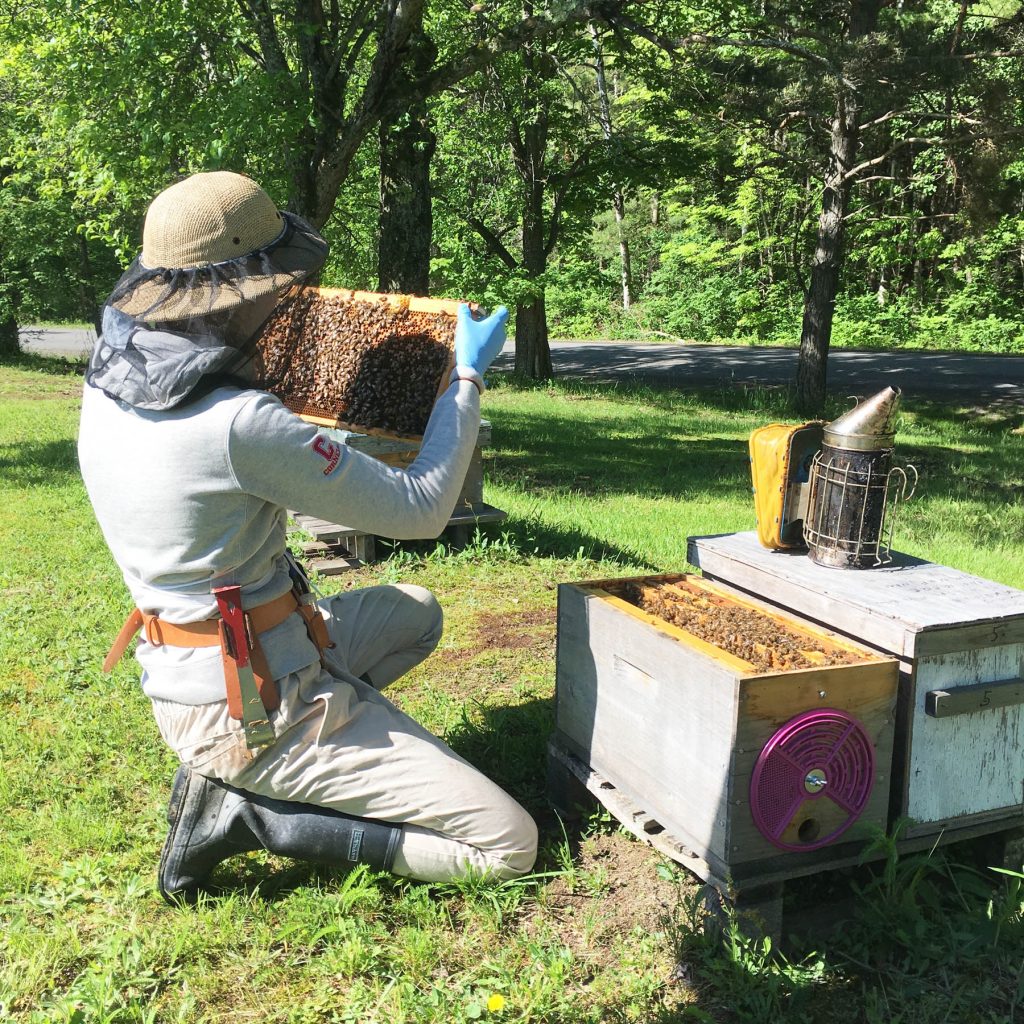 Click here to download high res jpg: Cornell University Honey Bee Extension Associate Emma Mullin inspects a hive in Northern New York. Photo: Mary Kate Wheeler