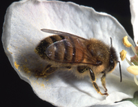 Enhancing honey bee management practices by NNY beekeepers is one of 26 farm research projects funded by the farmer-driven Northern New York Agricultural Development Program for 2016. Photo: USDA, Jack Dykinga