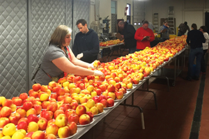 Precision apple project sensory panel members evaluate Honeycrisp apples sampled weekly from several orchards throughout New York State, including Northern New York’s Champlain Valley region. Photo: Poliana Francescatto