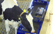 A cow gets a drink at the Miner Institute dairy farm in Chazy, NY. Photo: W. H. Miner Agricultural Research Institute