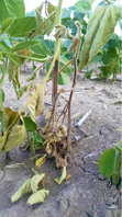Phythophthora root rot were confirmed in NNY soybean for the first time in 2016. Photo: NNY Field Crops Specialist Mike Hunter