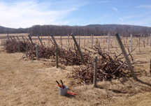 Vine removal at the Willsboro Research Farm, 2016. Photo: D. Wilfore.