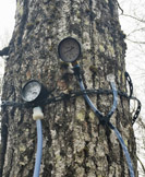 Photo: Michael Farrell, Uihlein Research Forest, Lake Placid, NY