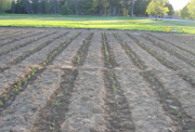 2016 Winter Survival Alfalfa Test after transplanting and watering alfalfa seedlings at William H. Miner Agricultural Research Institute at Chazy NY, Clinton County in May 2016. Photo by J. Hansen. 