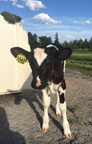 3644Calf722vKaylaHultquist