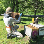 Cornell University Honey Bee Extension Associate Emma Kate Mullen inspects a hive in Northern New York. Photo: Mary Kate Wheeler.