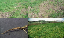 Signs of alfalfa snout beetle infestation; photo: Cornell University