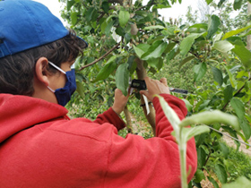 Photo of apple orchard